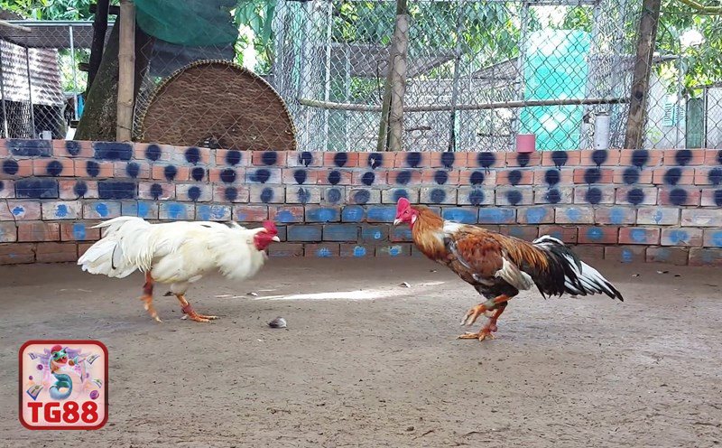 Thuật ngữ đá gà - Quần sương